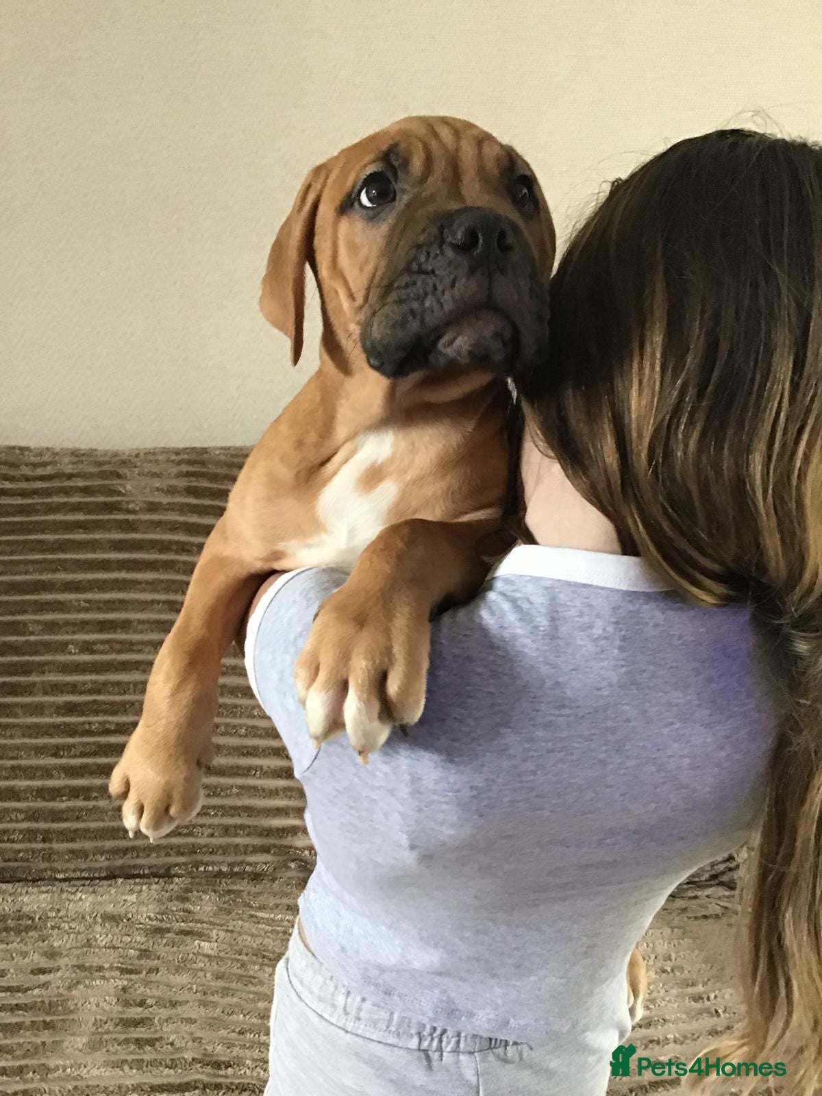 Mixed Breed dogs LAST ONE Mastiff Bordeaux Puppies  - Advert 5