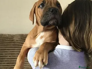 Mixed Breed dogs LAST ONE Mastiff Bordeaux Puppies - Advert 5