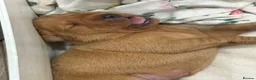 Labrador Retriever dogs for sale: Golden Labradors puppies  - Advert 12