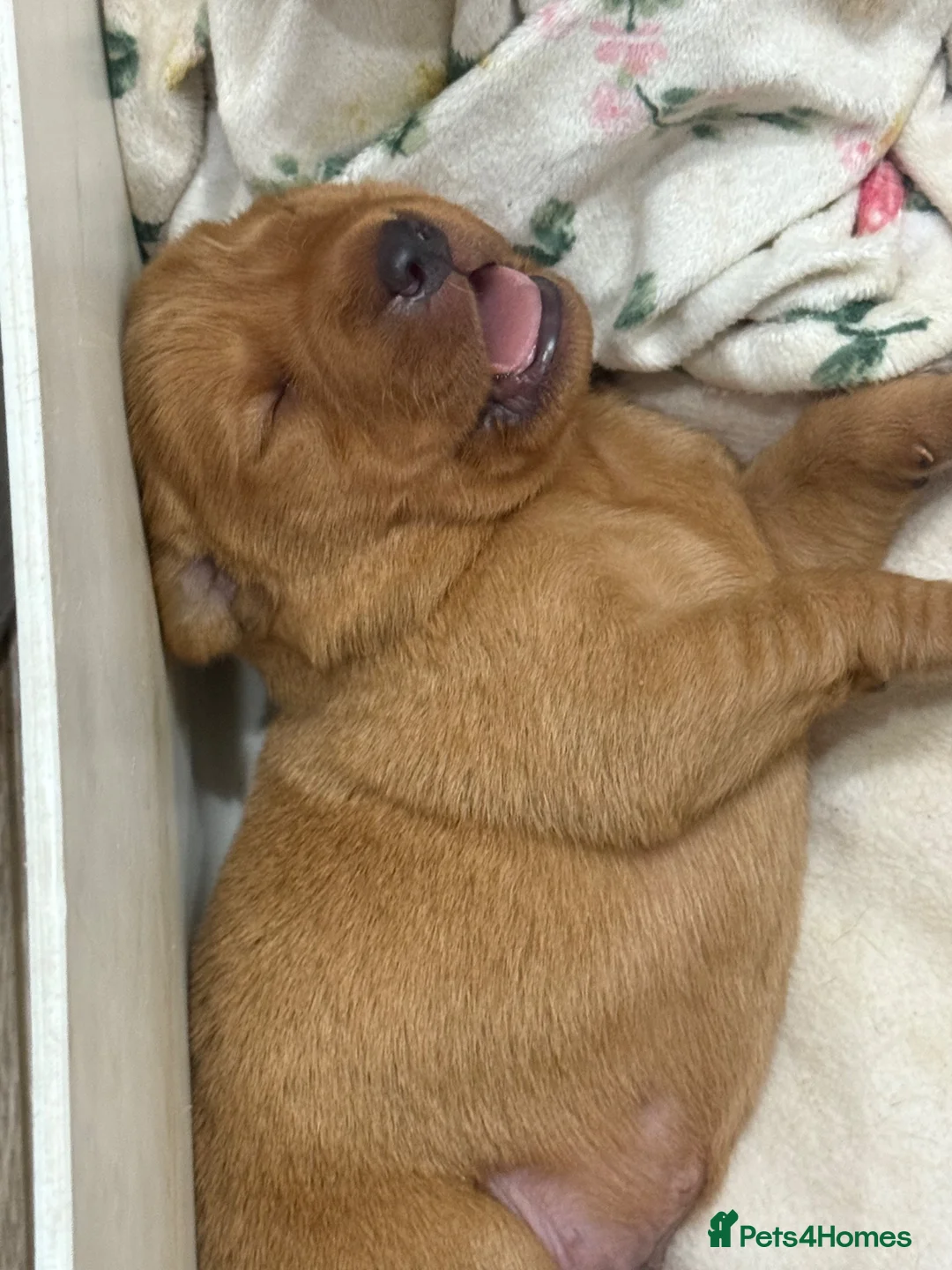 Labrador Retriever dogs for sale: Golden Labradors puppies  - Advert 12
