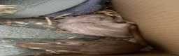 Gerbil rodents for sale: Friendly gerbils full setup included! in Ipswich - Advert 3