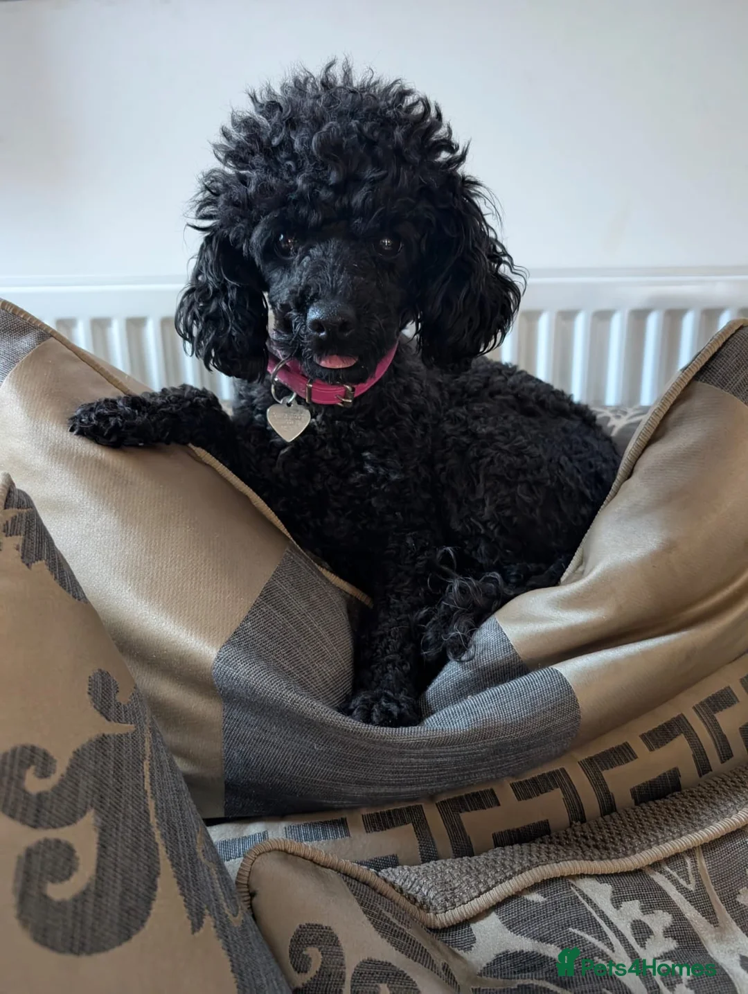 Toy Poodle dogs for sale: KC Toy Poodle Black Boy For Sale - Advert 1
