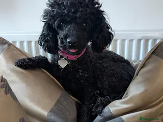 Toy Poodle dogs KC Toy Poodle Black Boy For Sale - Advert 2