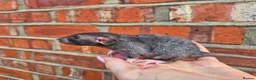 Rat rodents for sale: Various dumbo rats  - Advert 5