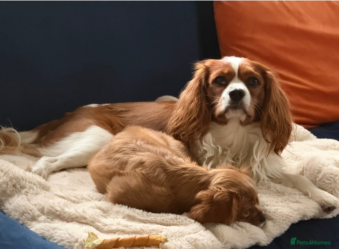 Cavalier King Charles Spaniel dogs for stud: Health Tested Cavalier King Charles For Stud. - Advert 6