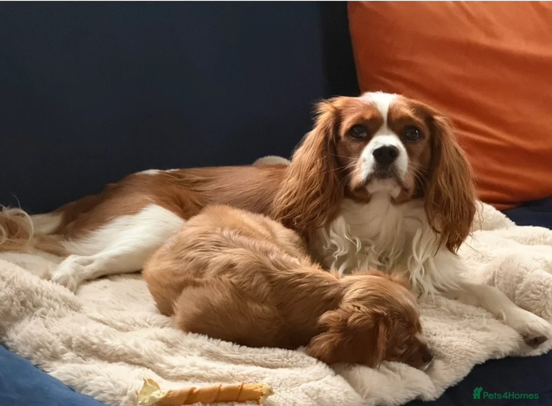 Cavalier King Charles Spaniel dogs for stud: Cavalier King Charles For Stud - Advert 6