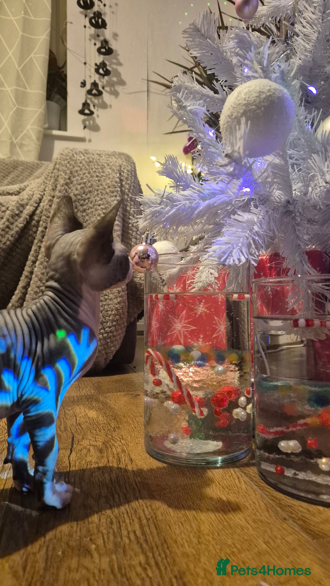 Sphynx cats for sale: Exclusive Sphynx Kittens Looking for Forever Homes - Advert 19