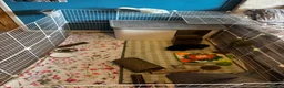 Mini Lion Lop rabbits for sale: Mini lop and set up. - Advert 3