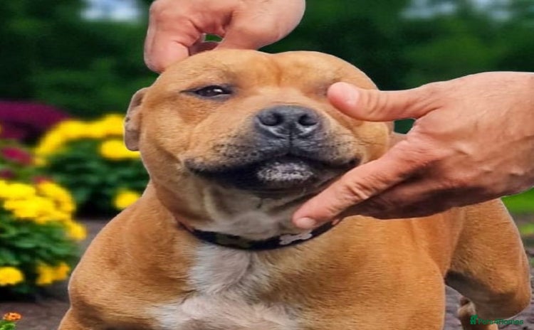 Staffordshire Bull Terrier dogs - Advert 9