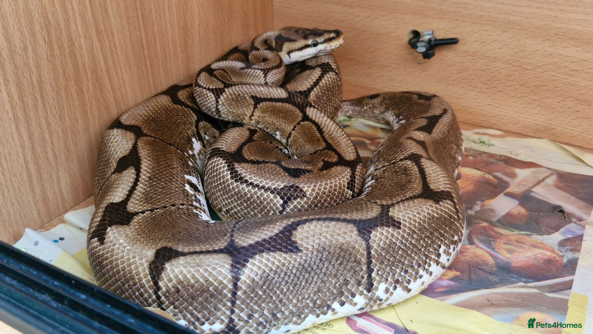 Python Snake reptiles Royal Python - Spider morph - Advert 8
