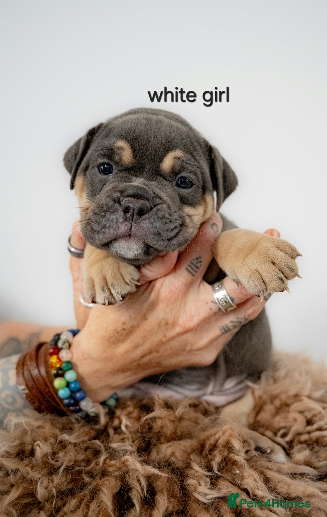 Olde English Bulldogge dogs for sale: Last boy available Olde english bulldog  - Image 22
