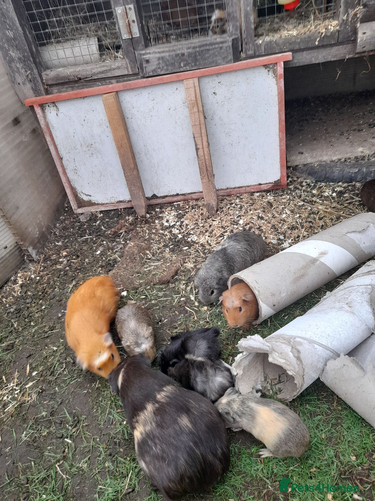 Guinea Pig rodents GUINEA PIGS FOR SALE BRING OWN BOX TO HOLD PIGS - Advert 1