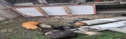 Guinea Pig rodents for sale: GUINEA PIGS FOR SALE BRING OWN BOX TO HOLD PIGS - Advert 1