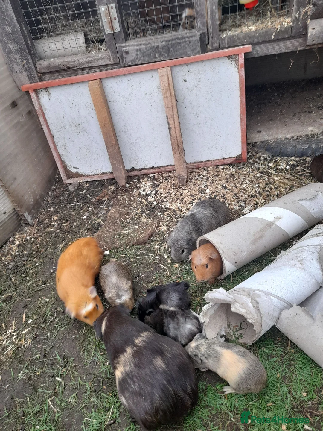 Guinea Pig rodents for sale: GUINEA PIGS FOR SALE BRING OWN BOX TO HOLD PIGS - Advert 1