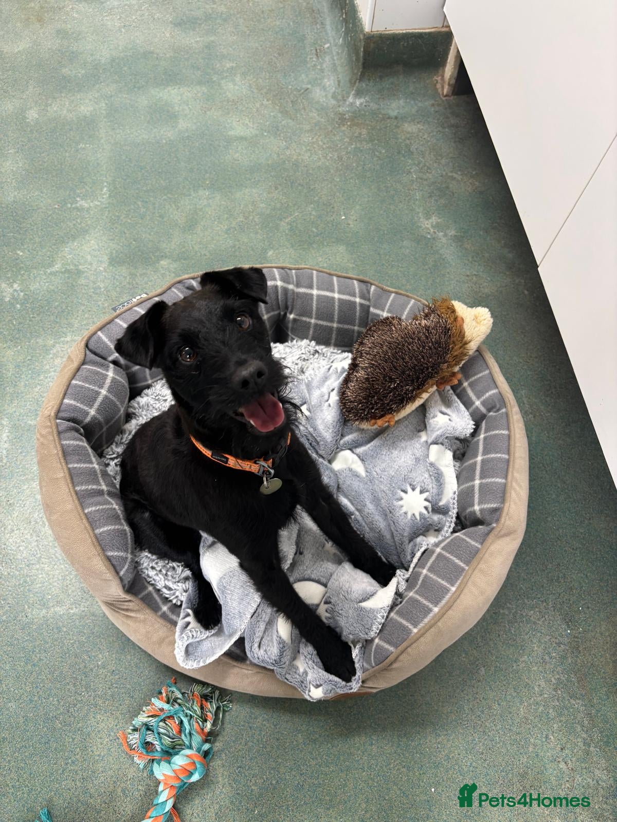 Patterdale Terrier dogs Dahlia - Advert 3
