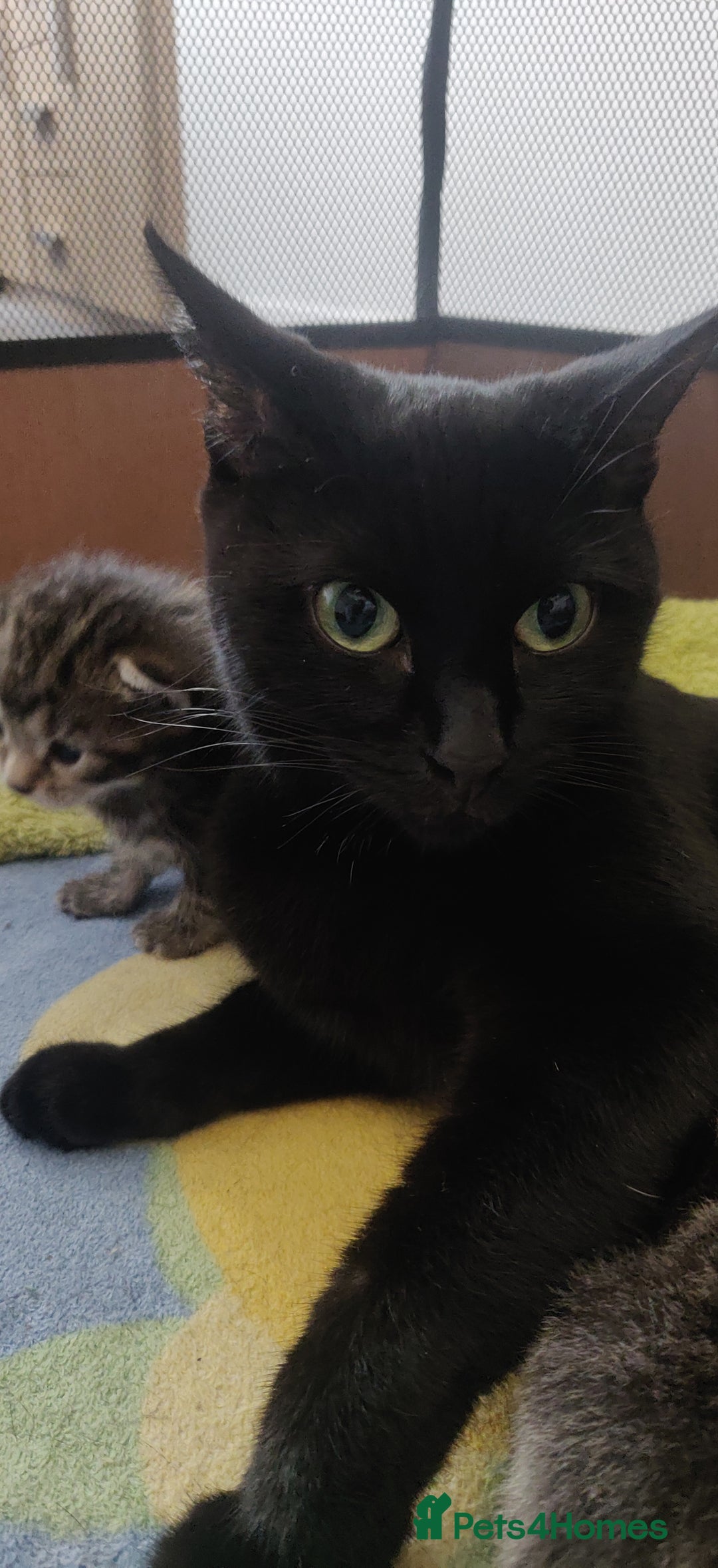 Bombay cats for sale: 4 adorable kittens for sale mixed breed litter ⁠♡ - Image 20