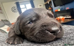 Labrador Retriever dogs for sale: Beautiful labrador - last girl (yellow collar) - Image 6