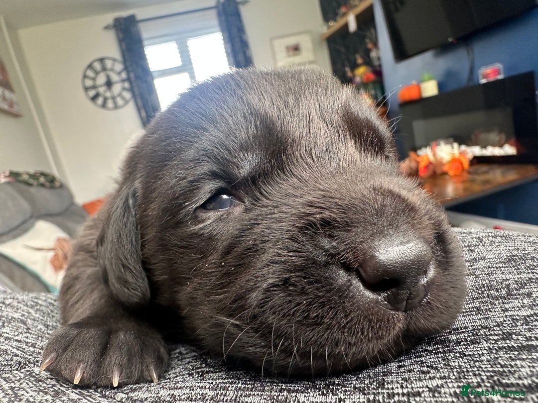 Labrador Retriever dogs for sale: Beautiful labrador - last girl (yellow collar) - Image 6