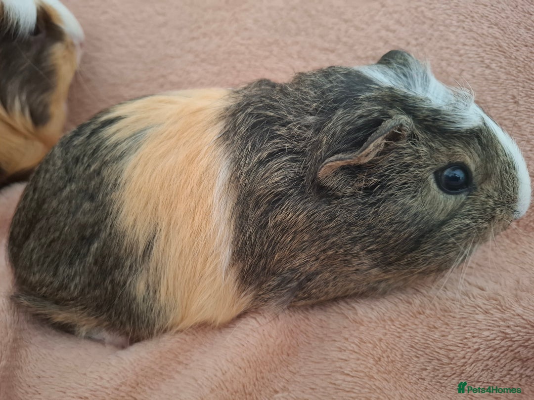 Guinea Pig rodents for sale: Lovely Mald Baby Guinea-pigs Ready Now  - Image 4
