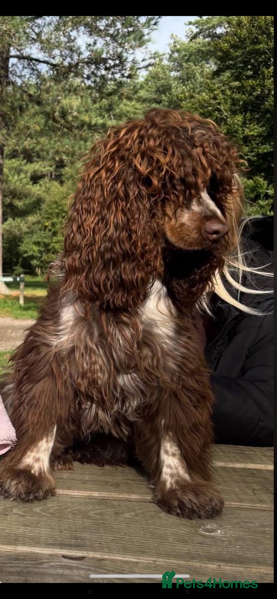 Cocker Spaniel dogs for sale: Cocker spaniels  - Advert 3