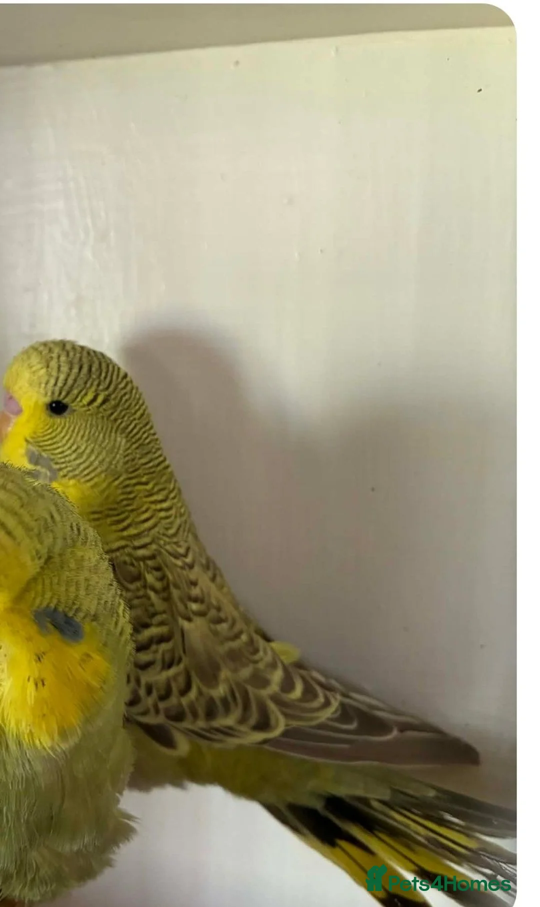 Budgerigars birds for sale: Young budgies .Dun fallow & Cinnamon - Advert 5