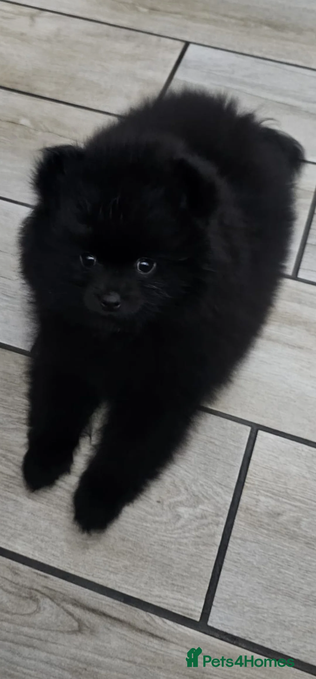 Pomeranian dogs for sale: 3 KC HANDSOME POMERANIAN BOYS - Advert 34