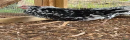 Chickens poultry for sale: Ex chequer leghorns  - Advert 3