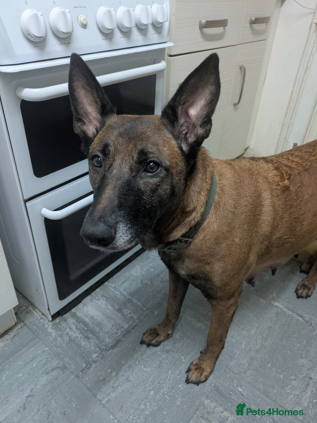 Belgian Shepherd Dog dogs for sale: Belgian Shepherd Puppies  - Advert 22