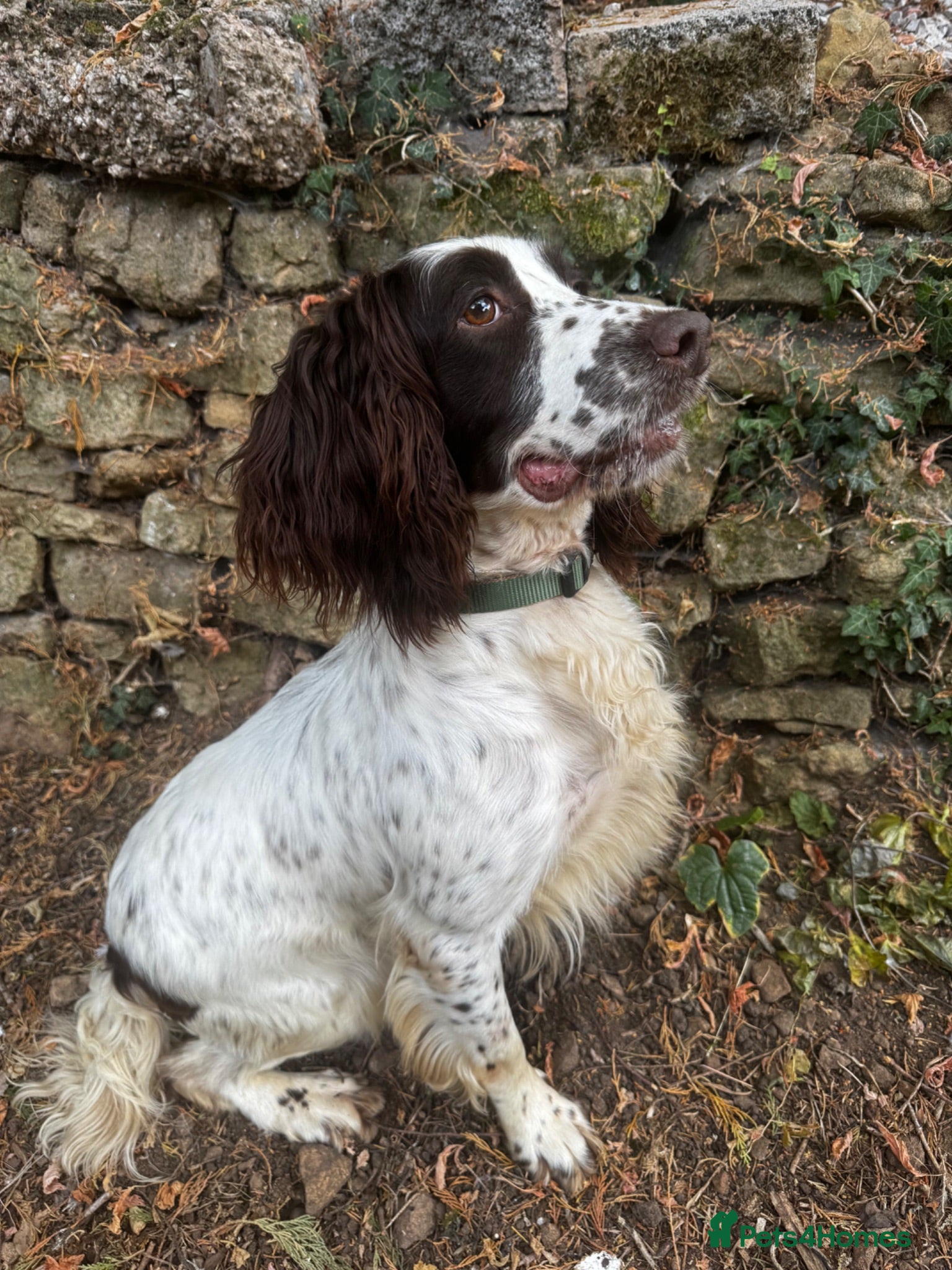 English Springer Spaniel dogs Working springer spaniel  - Advert 1