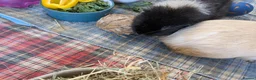 Guinea Pig rodents for sale: Pair of Male Guinea Pigs for Sale - Advert 3