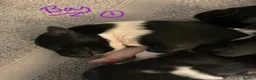 Border Collie dogs for sale: Pure border collie pups - Advert 38