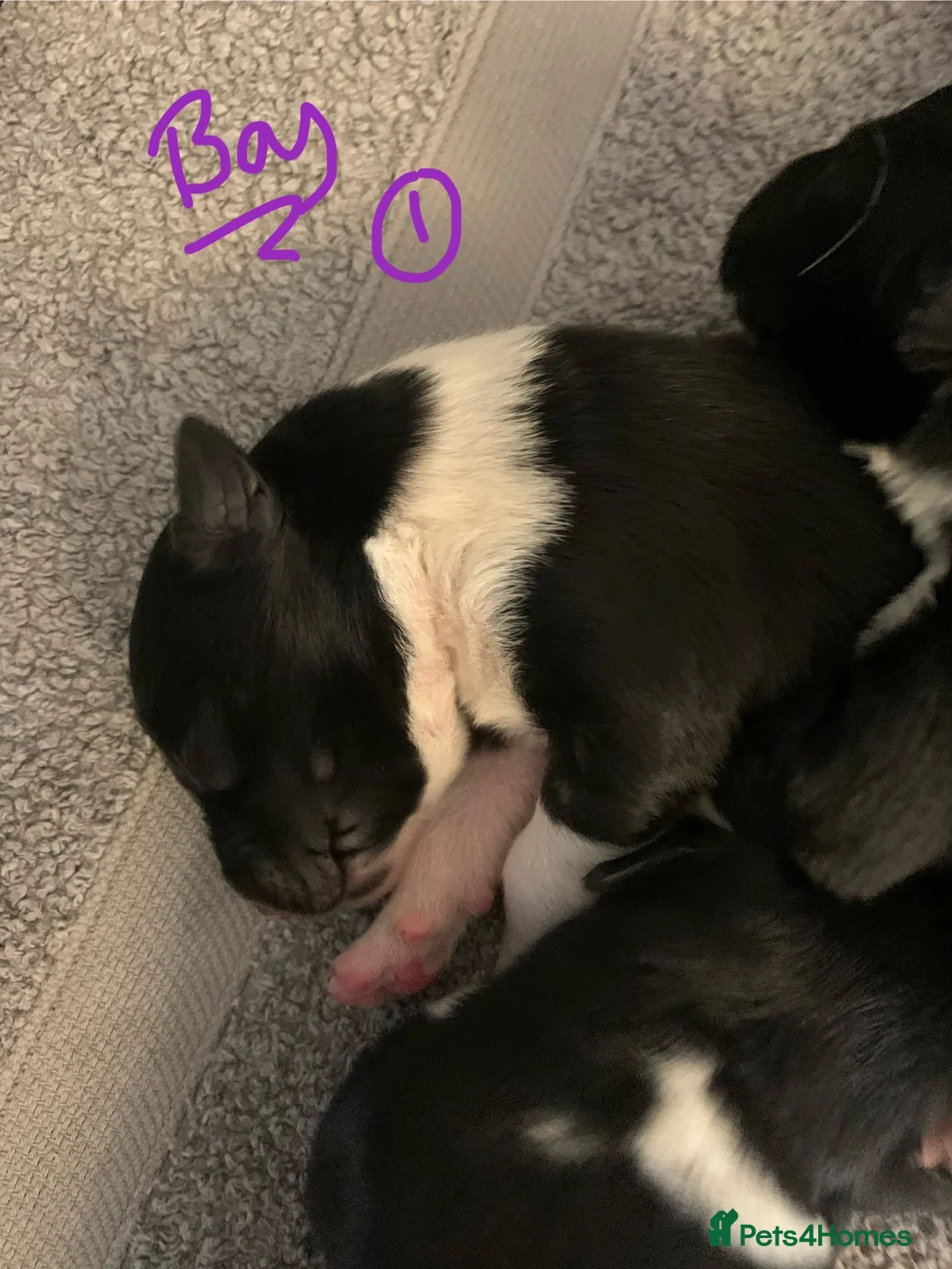 Border Collie dogs for sale: Pure border collie pups - Advert 38