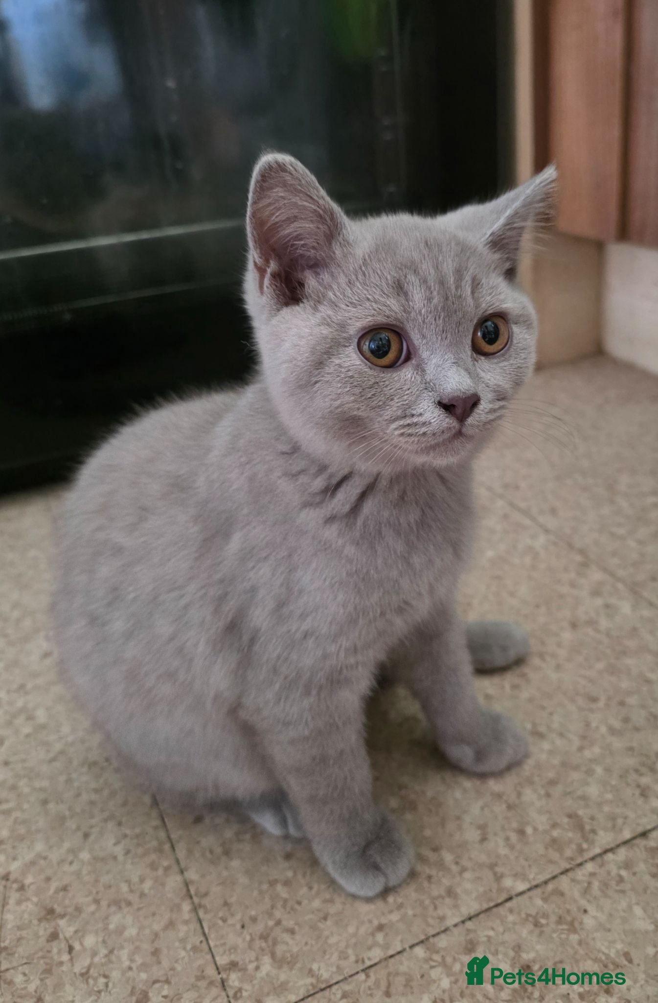 British Shorthair cats GCCF registered beautiful kittens  - Advert 1