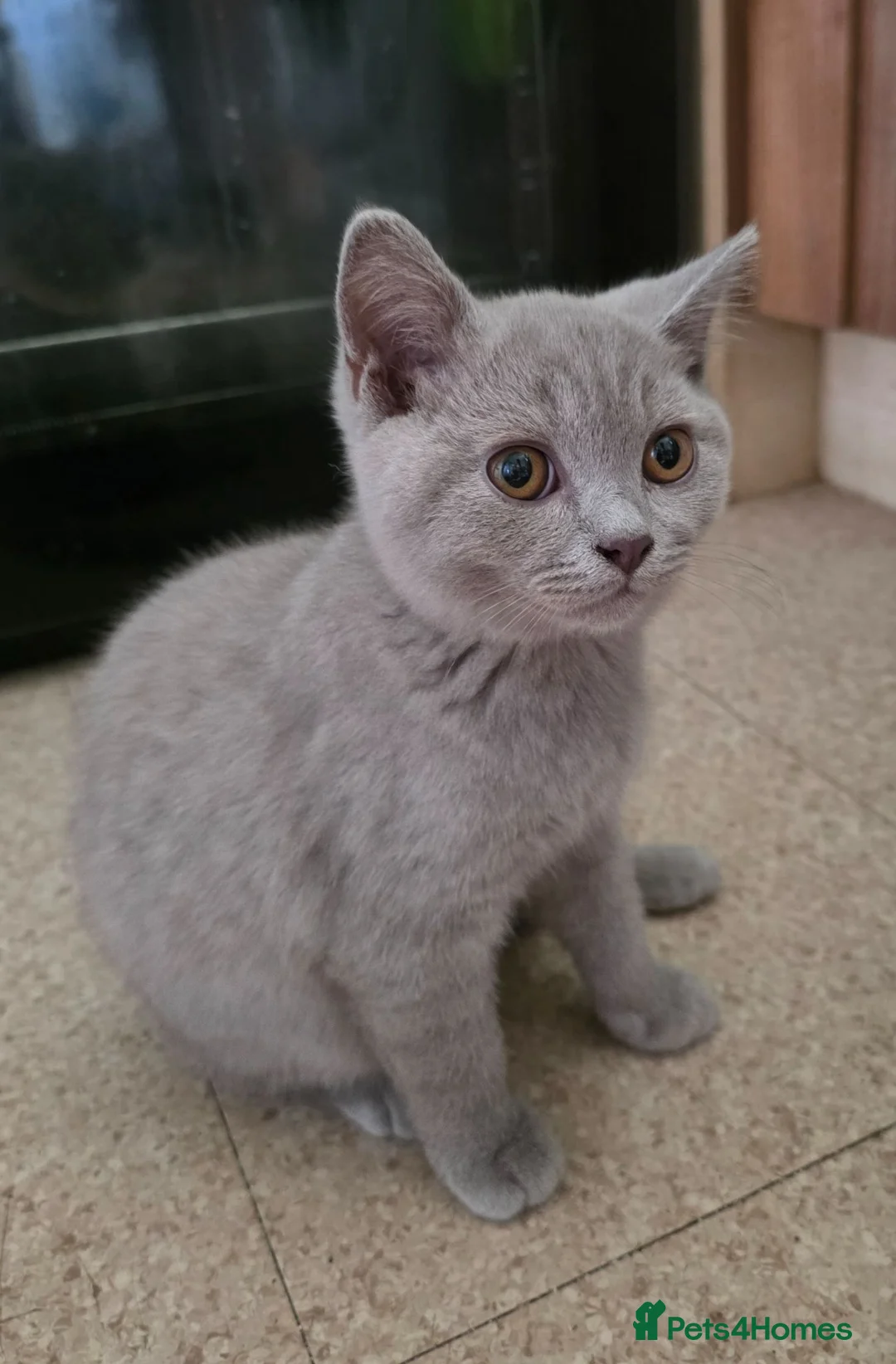 British Shorthair cats for sale: GCCF registered beautiful kittens  - Advert 1