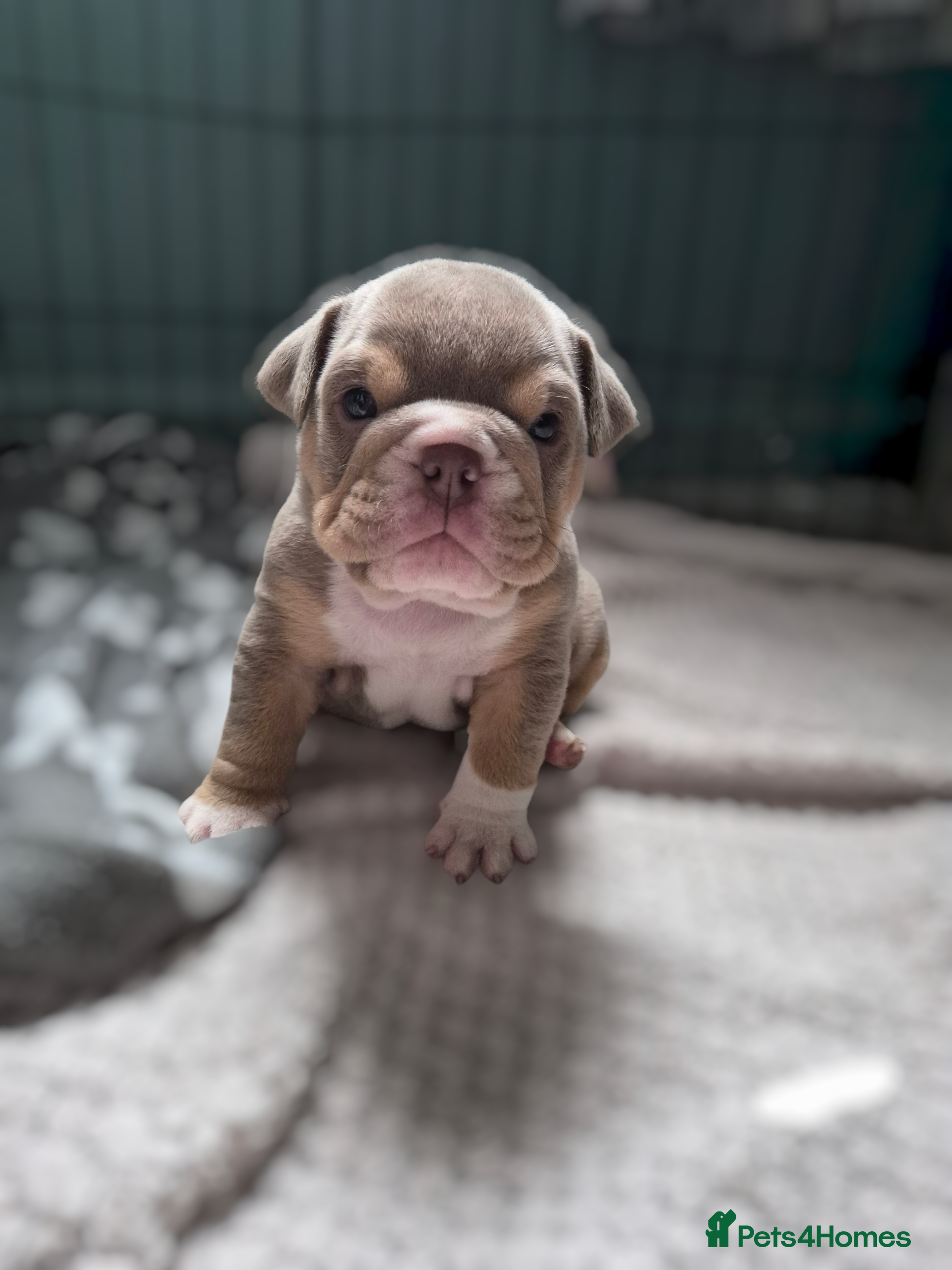 English Bulldog dogs STUNNING LILAC AND TAN ENGLISH BULLDOG PUPPIES - Advert 4