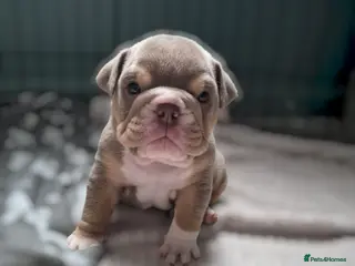 English Bulldog dogs STUNNING LILAC AND TAN ENGLISH BULLDOG PUPPIES - Advert 3
