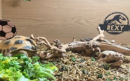 Tortoise reptiles for sale: Russian tortoise (Horsefield) - Image 3