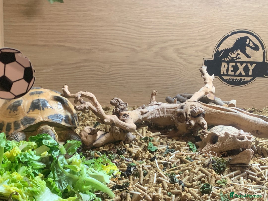 Tortoise reptiles for sale: Russian tortoise (Horsefield) - Image 3