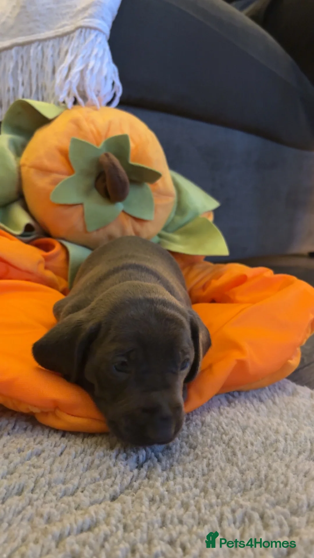 Dachshund dogs for sale: Beautiful little dachshund puppies  - Advert 15
