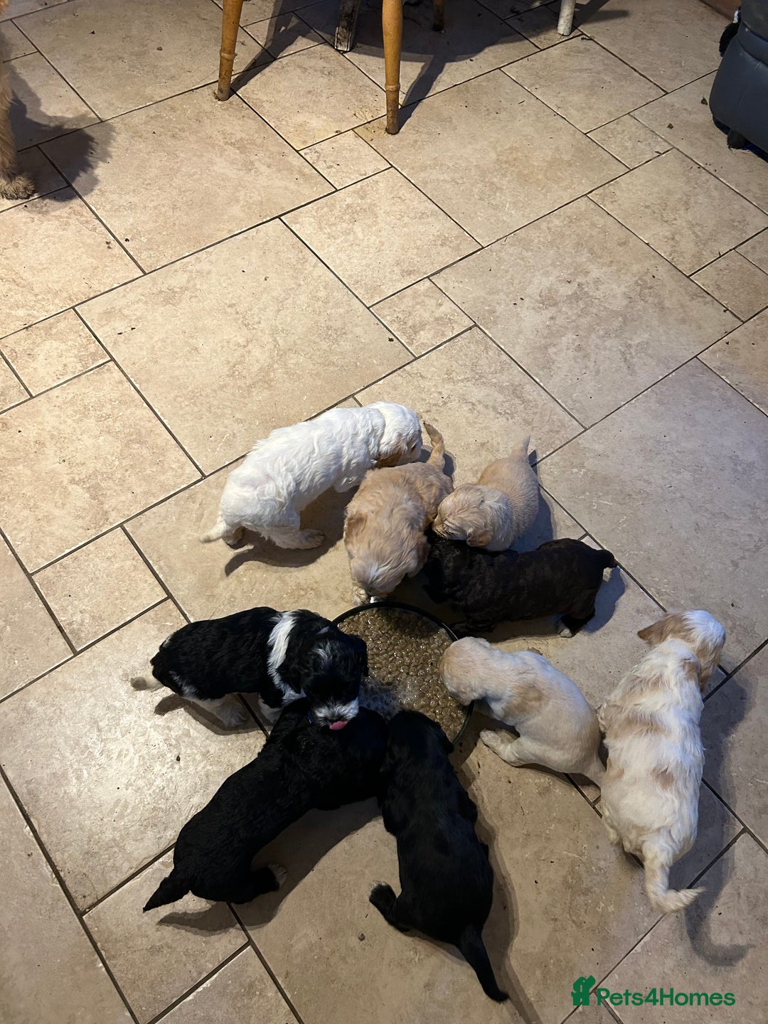 Cavapoo dogs for sale: Beautiful Cavapoo puppies  - Advert 8