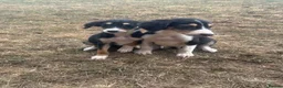Saluki dogs for sale: Saluki puppy s  - Advert 16