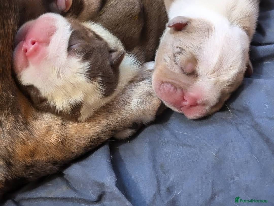 English Bulldog dogs for sale: 🐾 Adorable English Bulldog Puppies Ready! 🐾 - Image 5