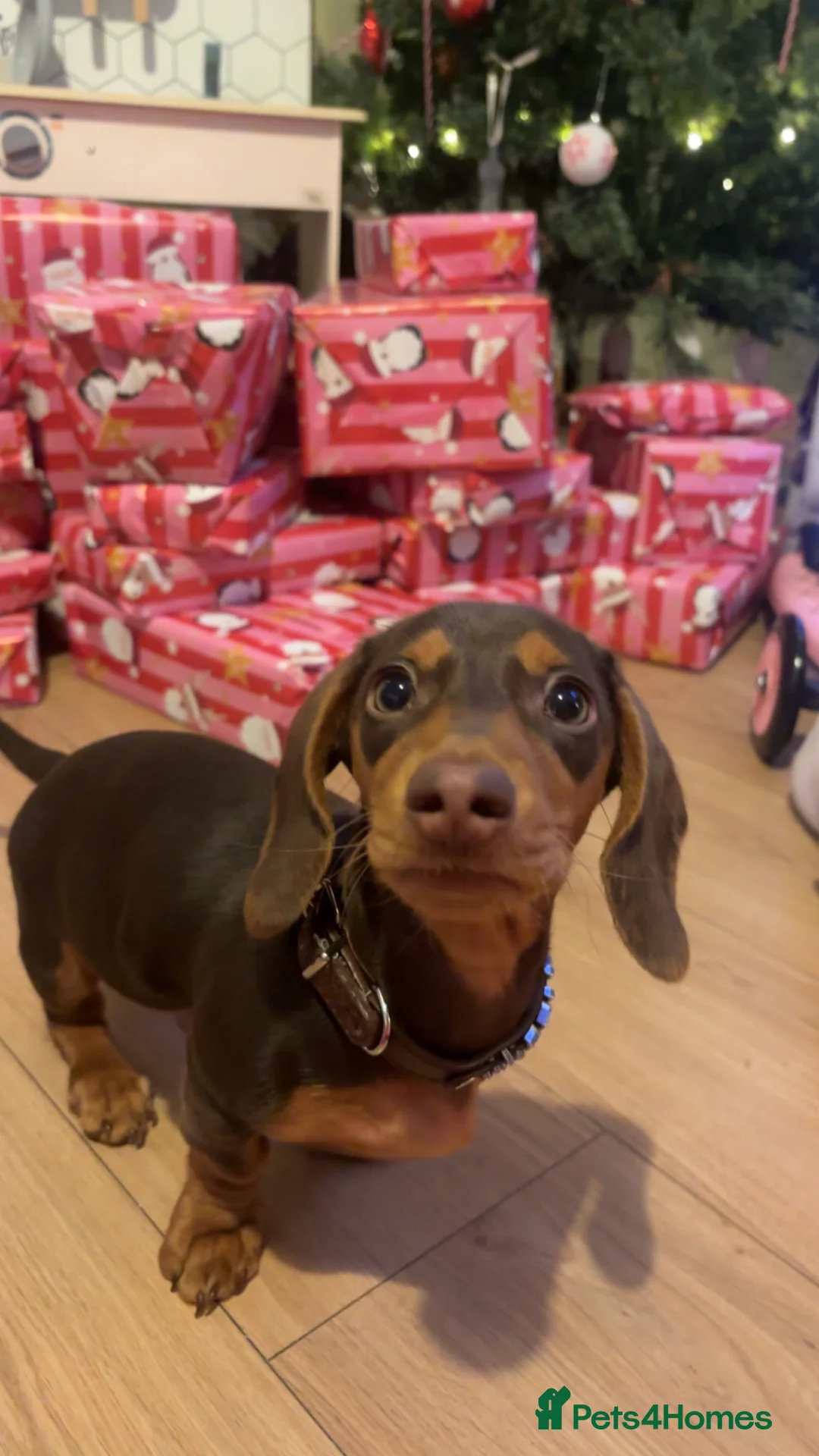 Dachshund dogs for sale: 8 month old Daschund Male for sale in Burnley - Advert 5