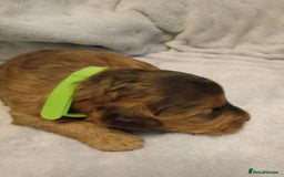 Cockapoo dogs for sale: 🐶Beautiful F1 Cockapoo Puppies🐾 - Image 3