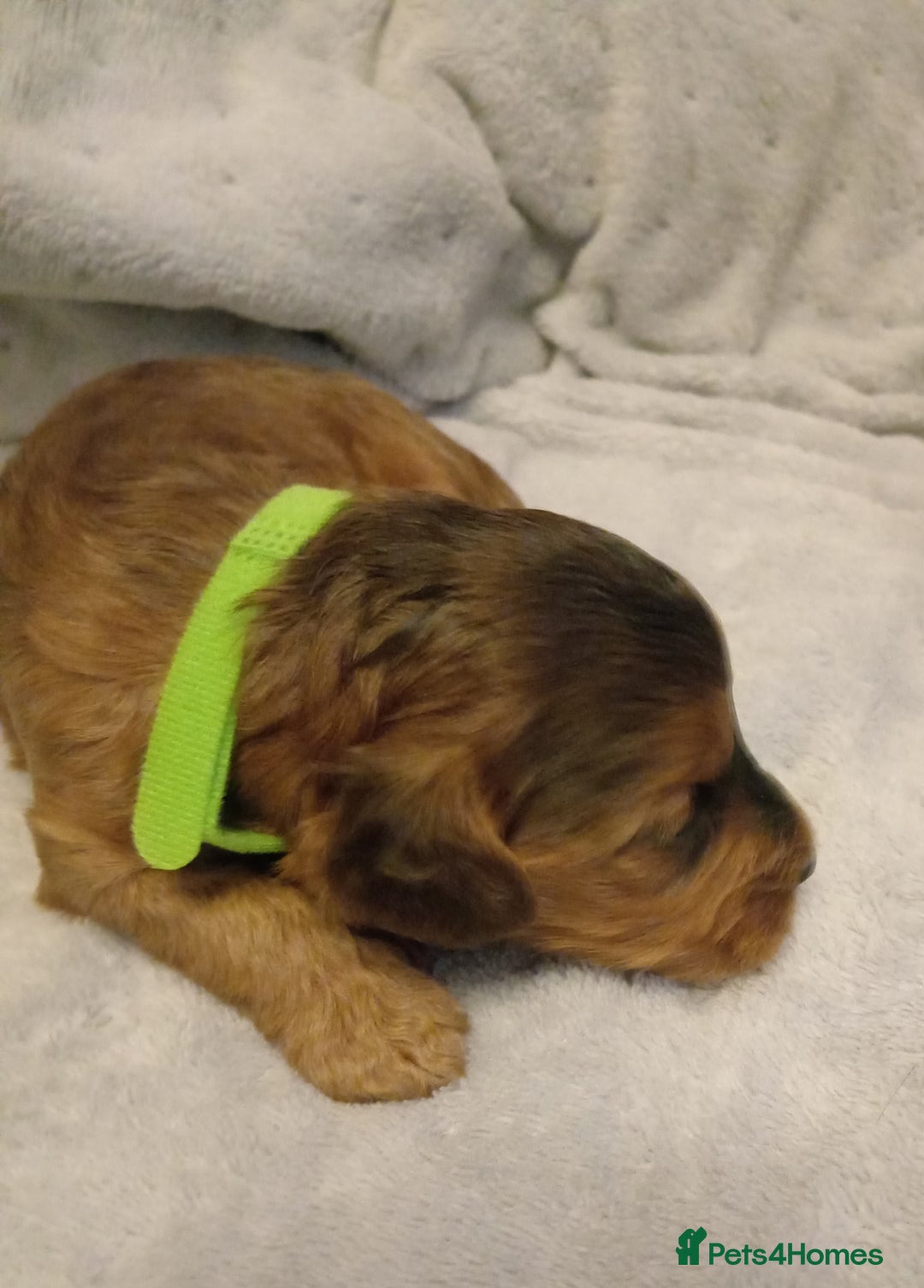 Cockapoo dogs for sale: 🐶Beautiful F1 Cockapoo Puppies🐾 - Image 3