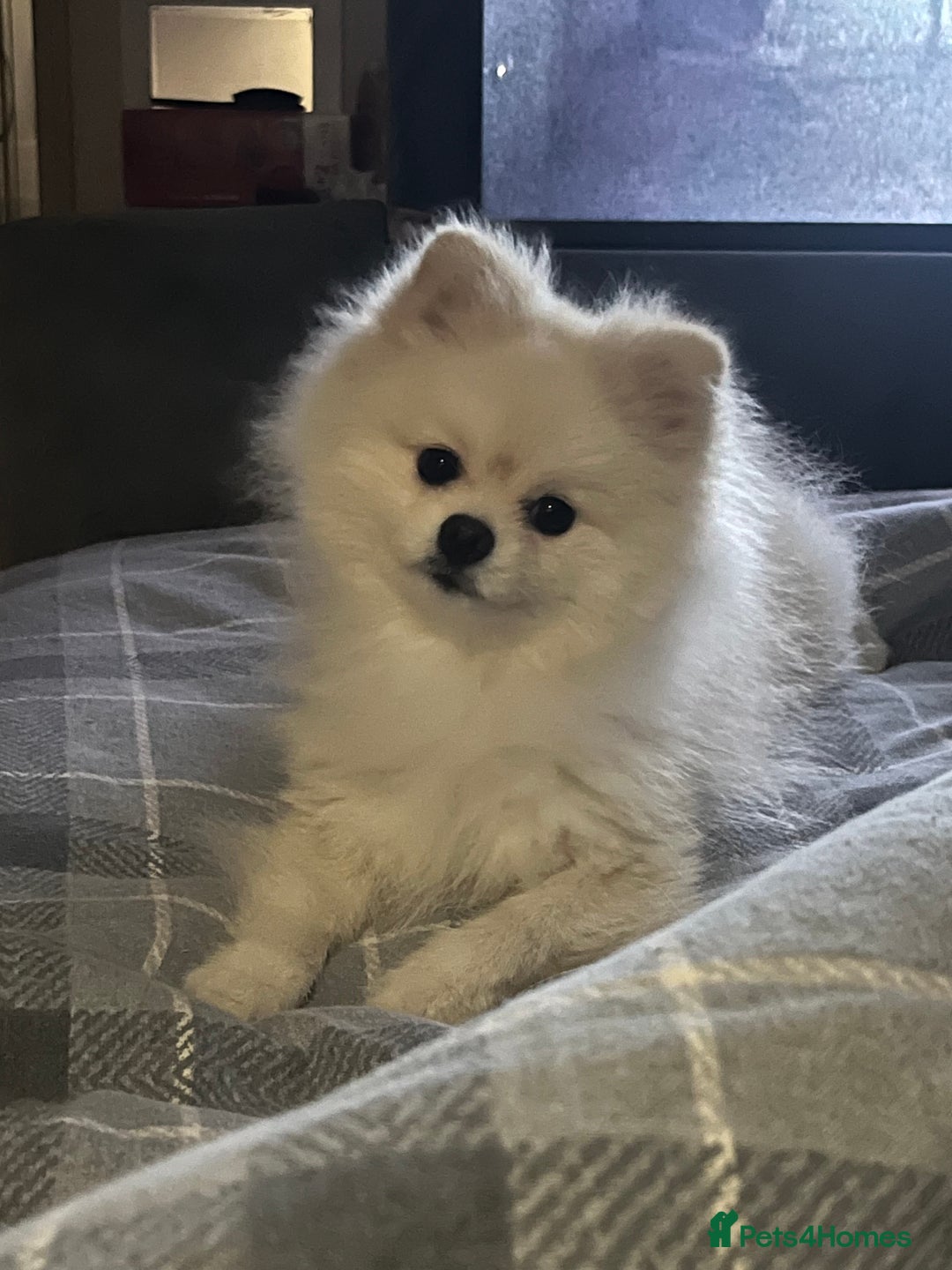 Pomeranian dogs for sale: Pomeranian  - Image 1