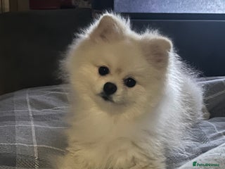 Pomeranian dogs for sale - Advert 1