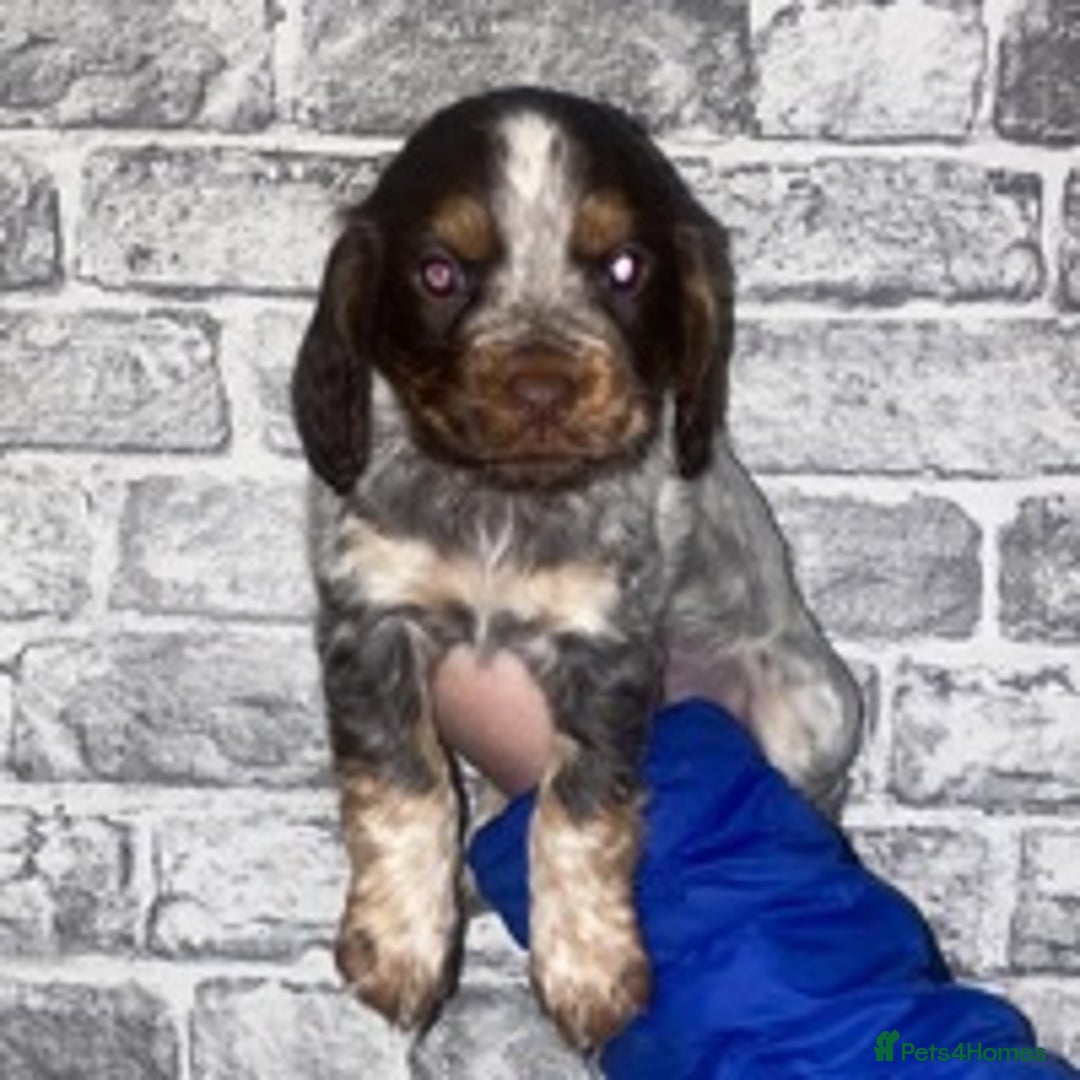 Cocker Spaniel dogs for stud: 🔥WORKING COCKER SPANIEL AT STUD🔥 in Gateshead - Advert 7