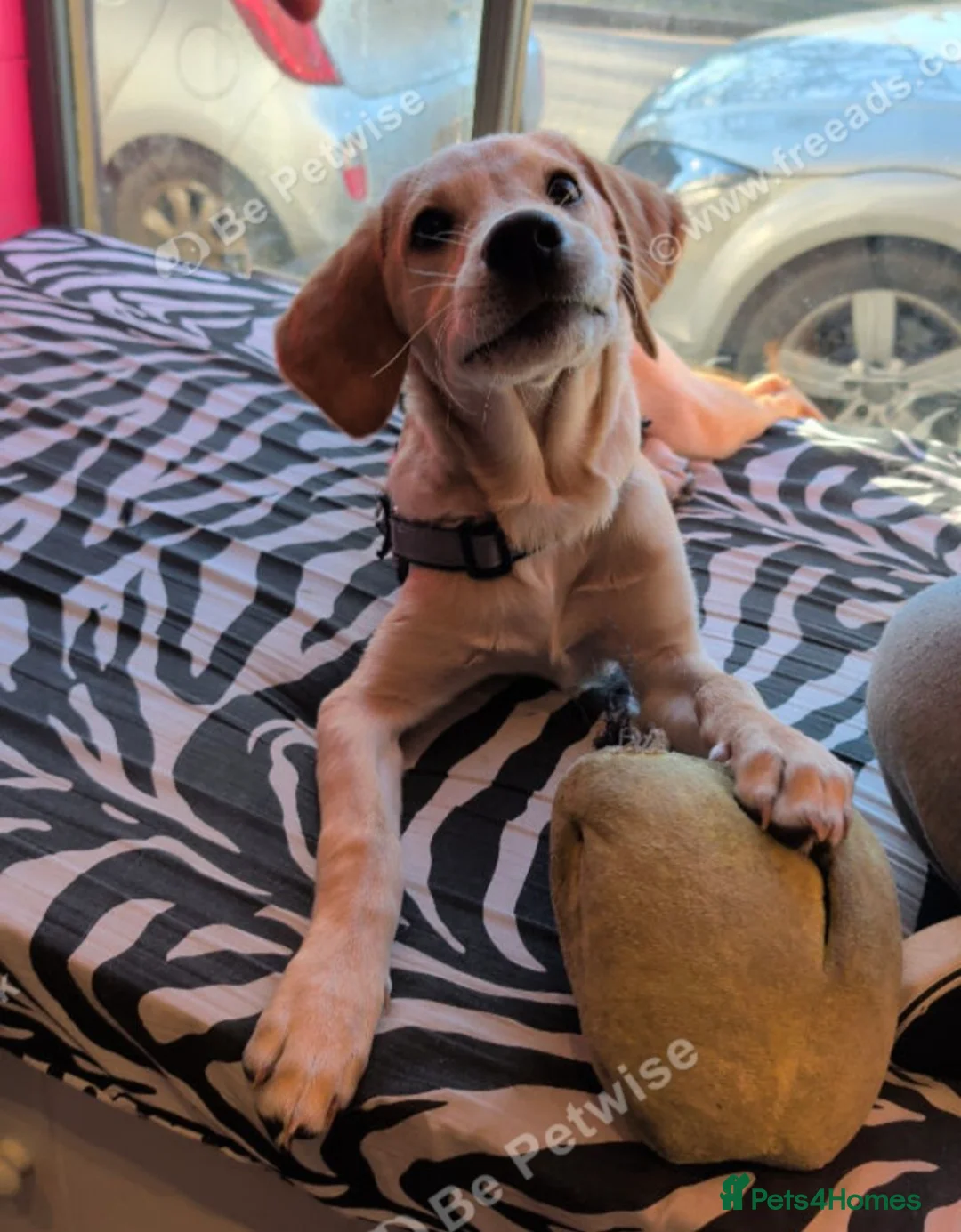 Goldador dogs for sale: Hiccup the lovely Goldador  - Advert 4