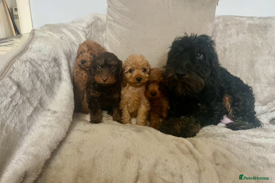Cockapoo dogs for sale: Stunning F1B cockapoo’s READY TO GO NOW!!! - Image 8